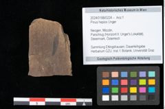 Foto (Objekt + Etikett) von Pinus hepios Unger (NHMW-GEO-2024-0188-0224)